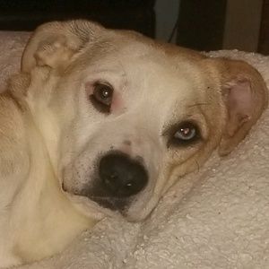 Meet your Posher, Sydney